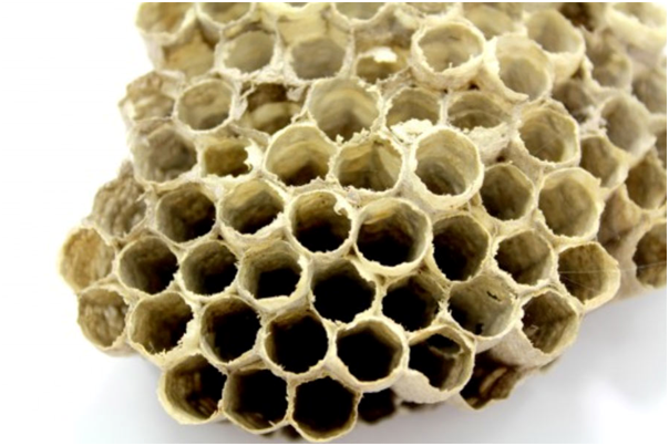 propolis d'abeille