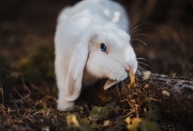 Les avantages des mangeoires à trémie galvanisées pour vos lapins