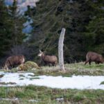 la faune sauvage