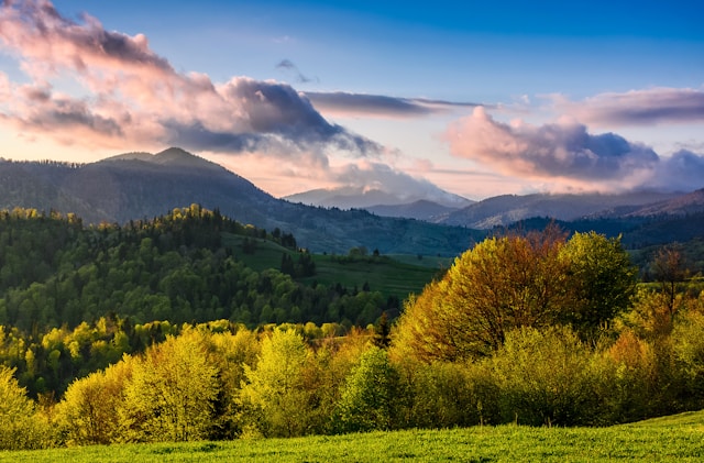 Quelle forêt spectaculaire fera battre votre cœur lors de votre prochain road trip en van ?